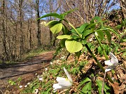 17 Helleborus viridis (Elleboro verde) con Anemoides nemorosa (Anemone dei boschi)